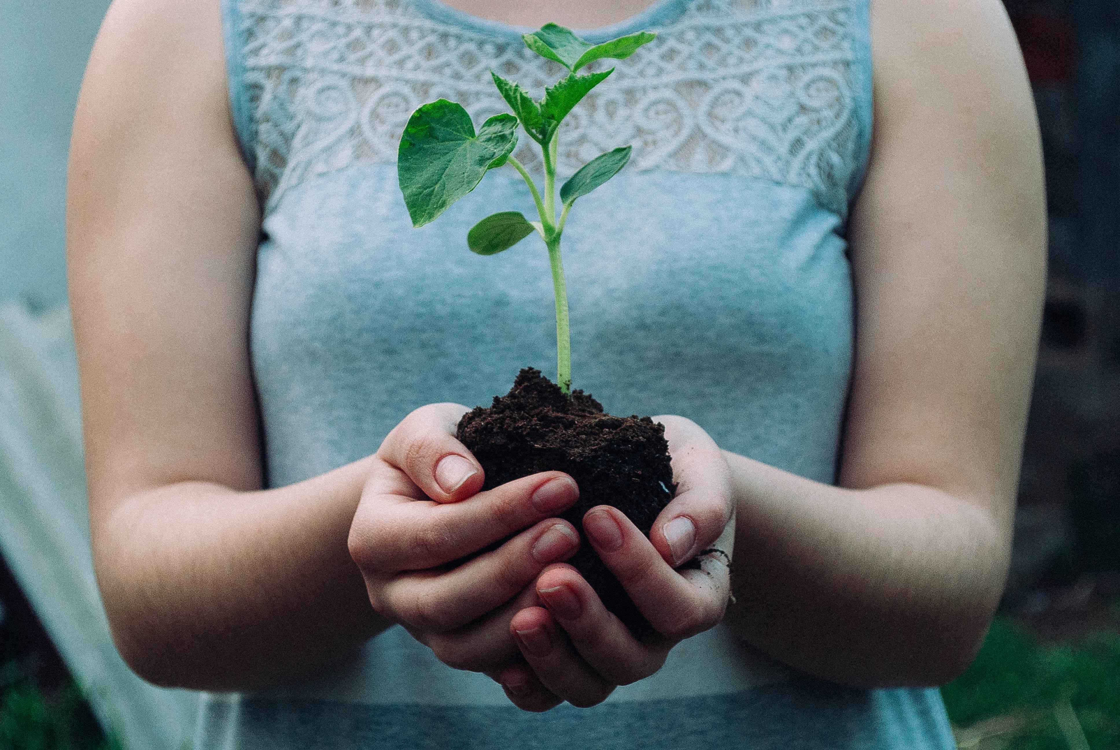 Person gently holding a seedling